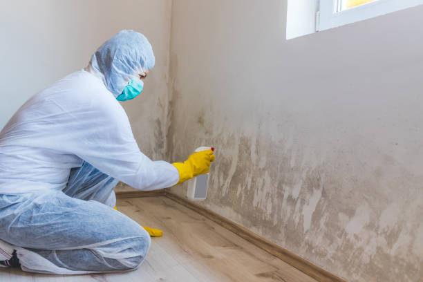 Licensed Black Mold Remediation service in Nutley, NJ - 24 Hour Mold Removal