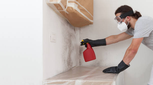 Professional Black Mold Remediation technician working in Nutley, NJ