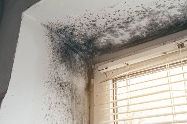 Affordable Black Mold Remediation solutions in Nutley, NJ