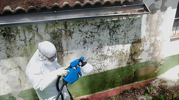 Top rated local Black Mold Remediation specialists in Nutley, NJ